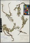 Foto von Salix repens subsp. incubacea (L.) A. Neumann